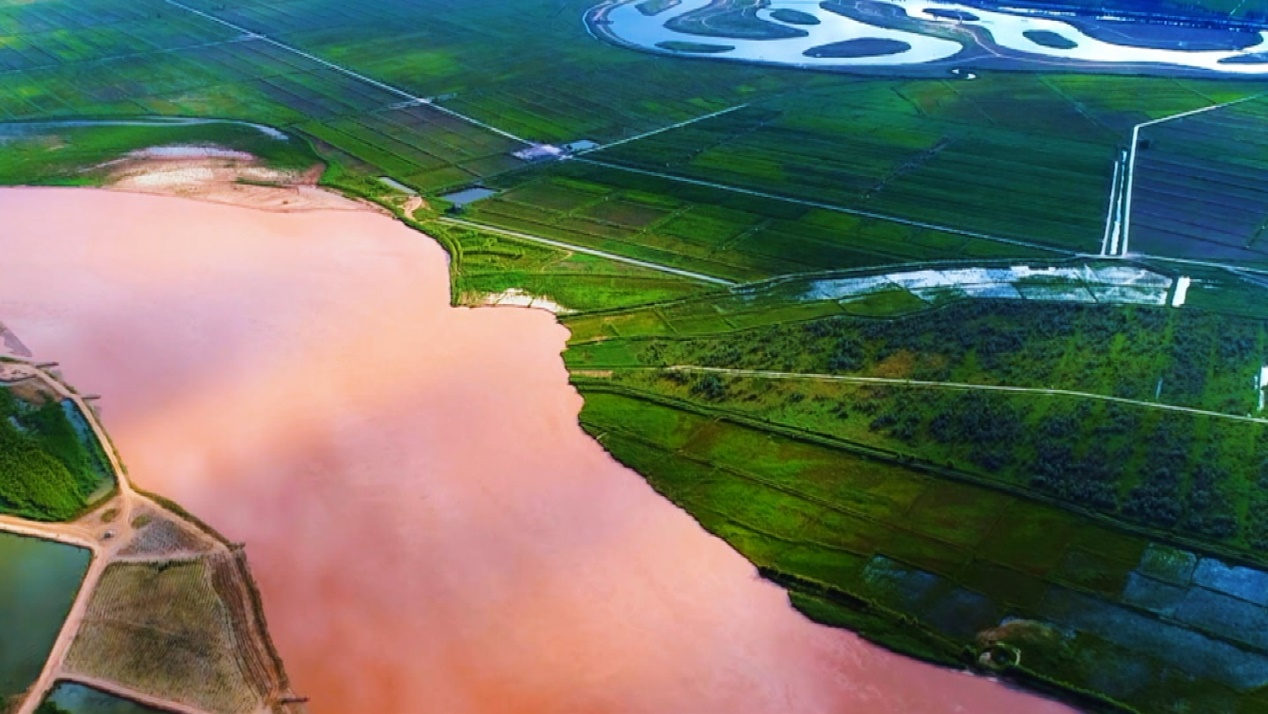 宁夏风光，绿意盎然，花海碧波共舞